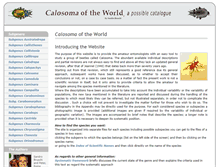 Tablet Screenshot of calosomas.com